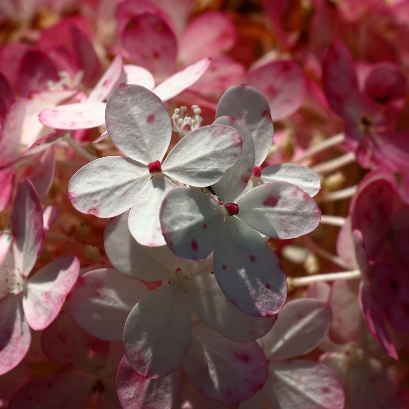 Rispenhortensie Sparkling - Hydrangea paniculata (Blüte)