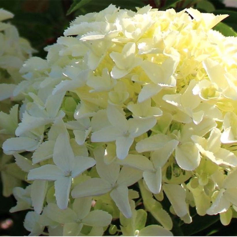 Rispenhortensie White Light - Hydrangea paniculata (Blüte)