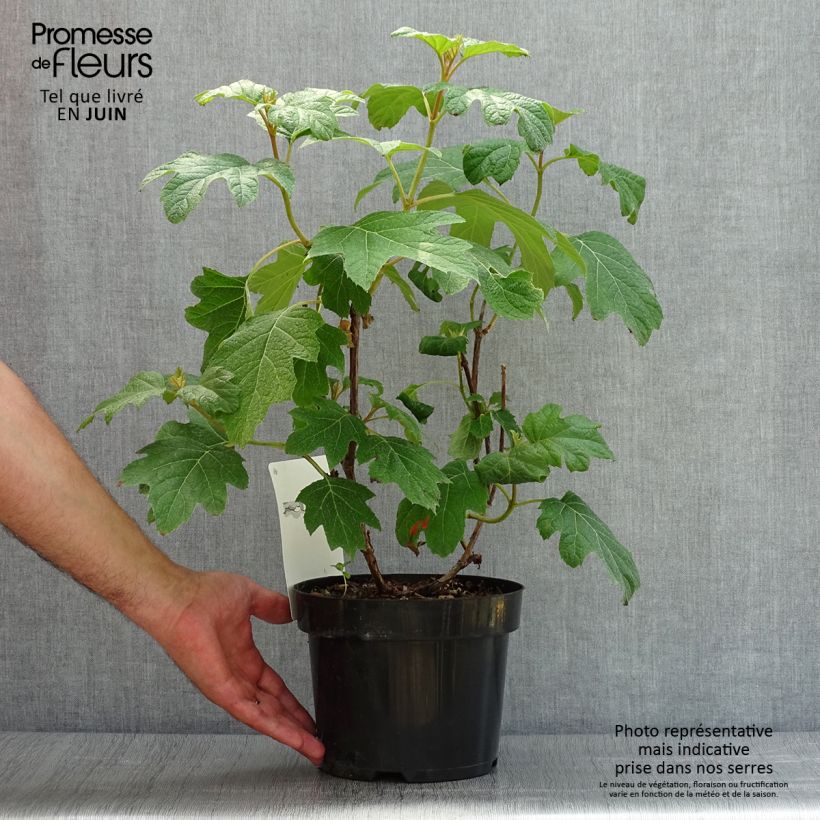Exemplar von Eichenblatt-Hortensie Burgundy - Hydrangea quercifolia Topf mit 2L/3L wie im Sommer geliefert