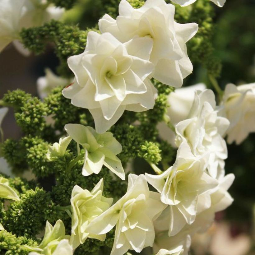 Eichenblatt-Hortensie Gatsby Star - Hydrangea quercifolia (Blüte)