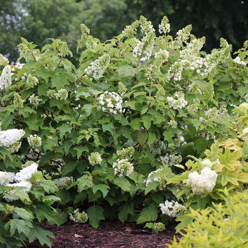 Eichenblatt-Hortensie Gatsby Star - Hydrangea quercifolia (Hafen)
