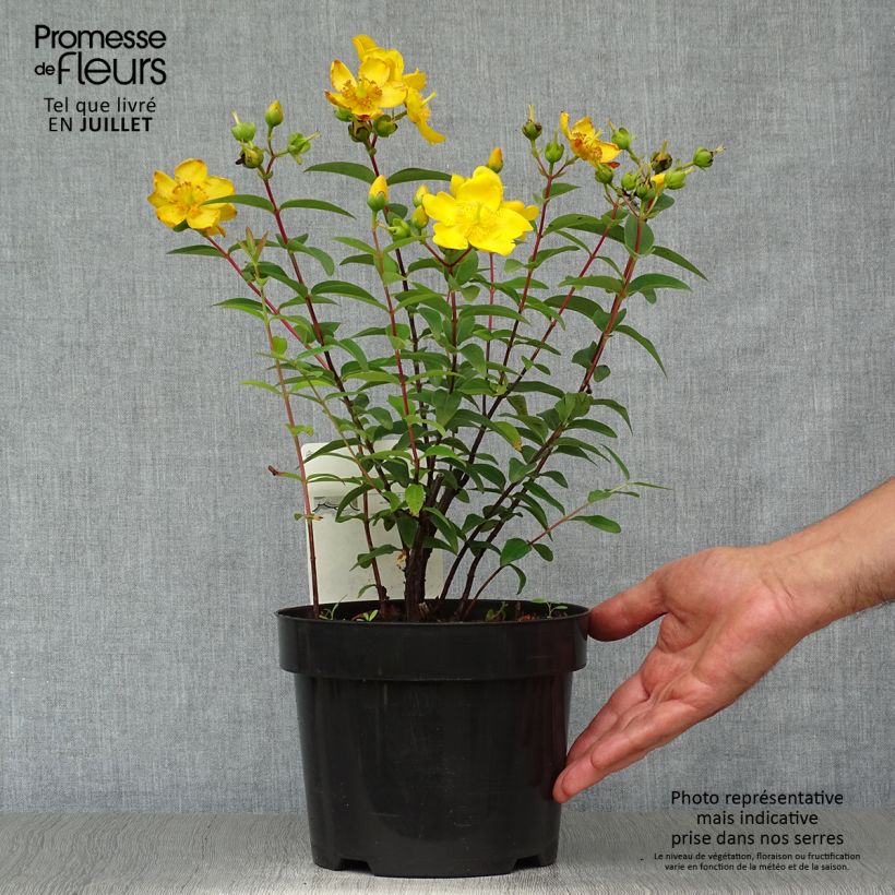Exemplar von Hypericum Hidcote - Großblumiges Johanniskraut Topf mit 2L/3L wie im Sommer geliefert