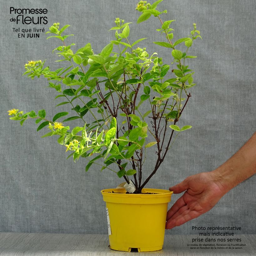 Exemplar von Hypericum Magical Sunshine - Johanniskraut Topf mit 2L/3L wie im Sommer geliefert