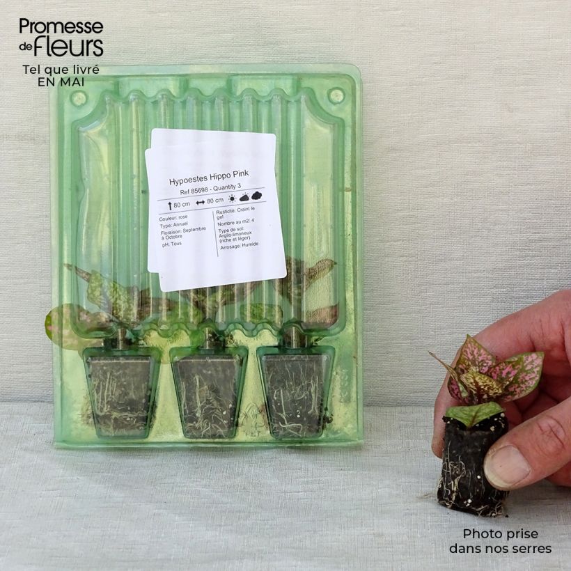 Exemplar von Hypoestes phyllostachya Hippo Pink Mini-Plug Ø 3/4 cm wie im Frühjahr geliefert