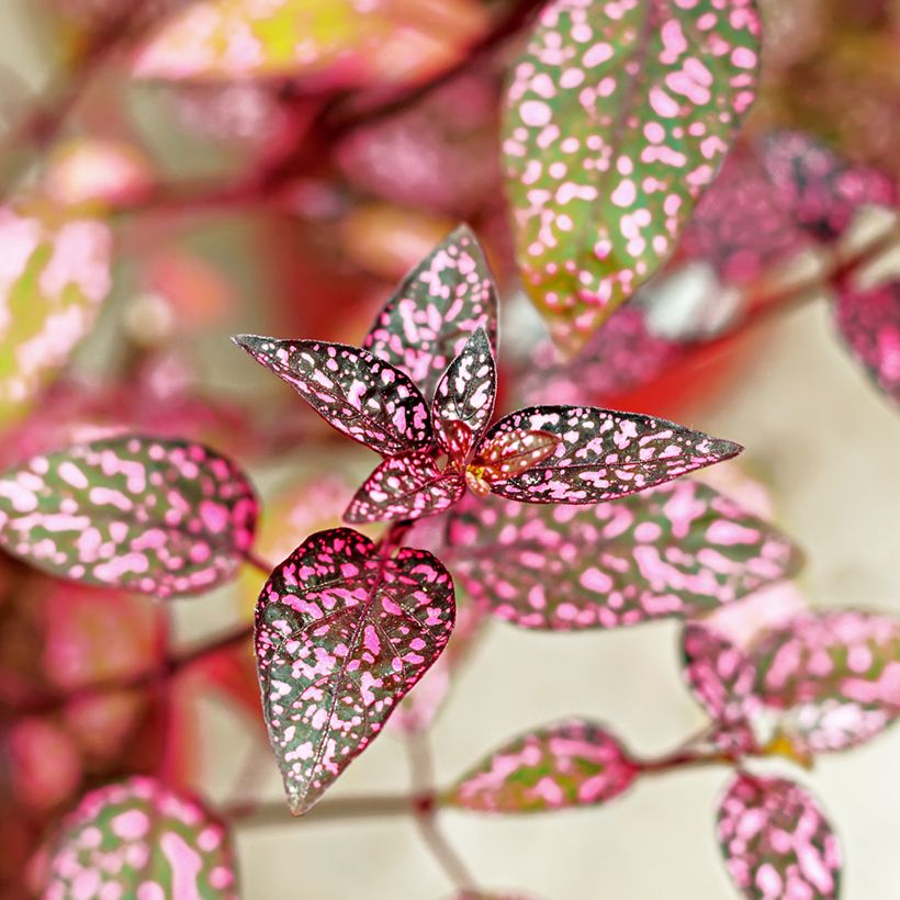 Hypoestes phyllostachya Pink - Hüllenklaue (Laub)