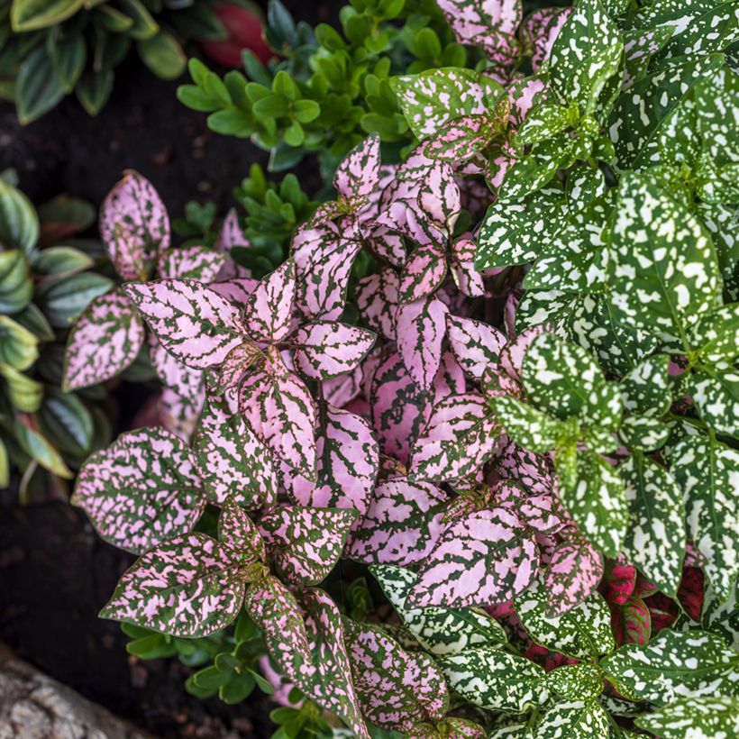 Hypoestes phyllostachya Pink - Hüllenklaue (Hafen)