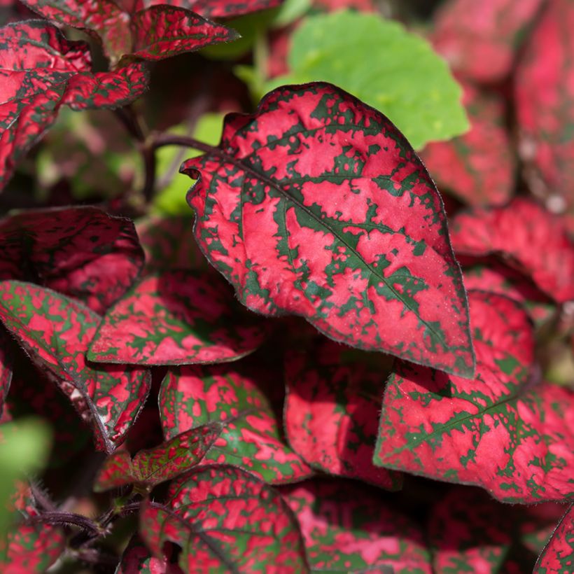 Hypoestes phyllostachya Red - Hüllenklaue (Laub)
