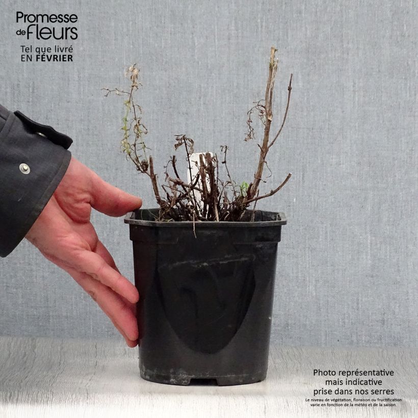 Exemplar von Ysop - Hyssopus officinalis Topf mit 2L/3L wie im Winter geliefert
