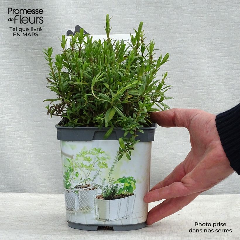 Exemplar von Ysop Bio Pflanzen - Hyssopus officinalis Topf mit 1L/1,5L wie im Frühjahr geliefert