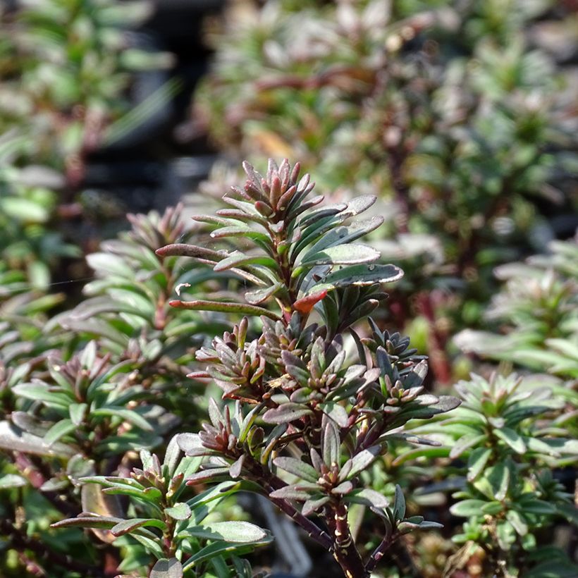 Iberis Absolutely Amethyst - Immergrüne Schleifenblume (Laub)
