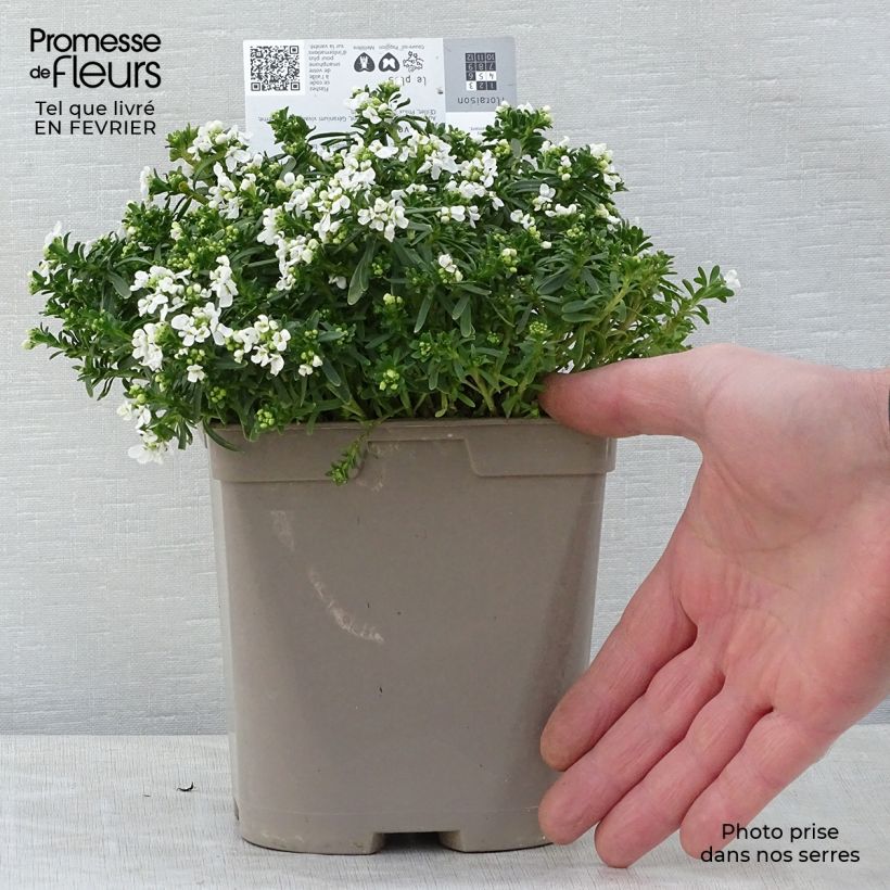 Exemplar von Iberis sempervirens Snowflake - Immergrüne Schleifenblume Topf mit 2L/3L wie im Winter geliefert