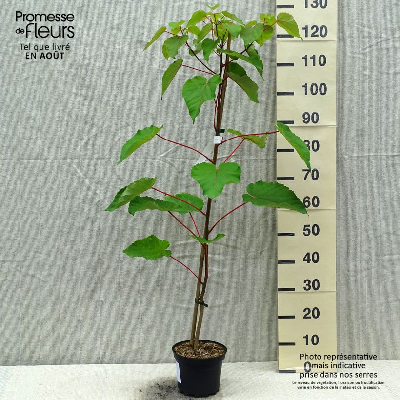 Exemplar von Idesia polycarpa - Orangenkirsche Topf mit 2L/3L wie im Sommer geliefert