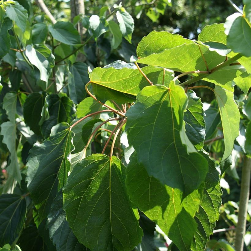 Idesia polycarpa var.vestita - Orangenkirsche (Laub)