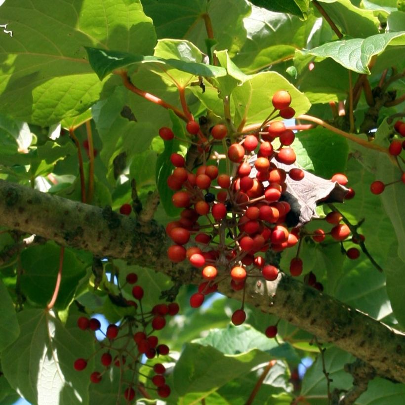 Idesia polycarpa var.vestita - Orangenkirsche (Ernte)