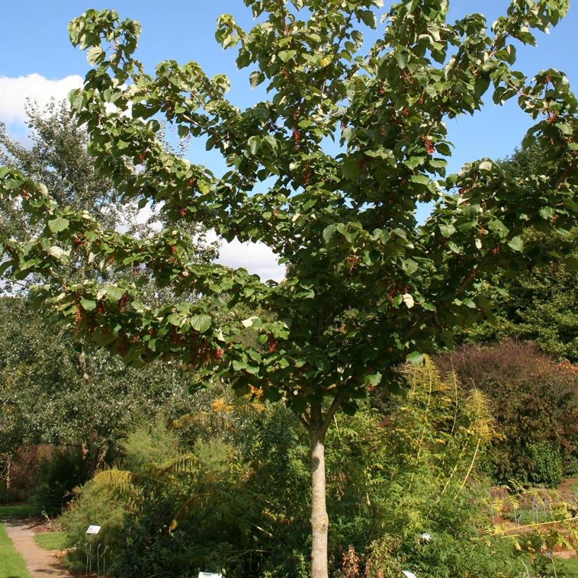Idesia polycarpa var.vestita - Orangenkirsche (Hafen)