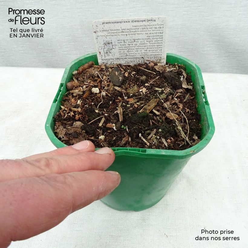 Exemplar von Dioscorea batatas - Chinesische Yamswurzel Topf mit 2L/3L wie im Winter geliefert