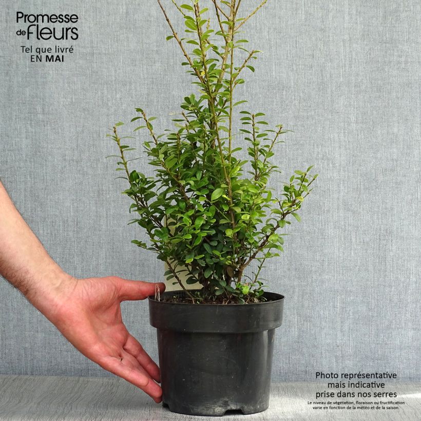 Exemplar von Japanische Stechpalme Caroline Upright - Ilex crenata Topf mit 2L/3LGelieferte Höhe ca. 20/30cm wie im Frühjahr geliefert