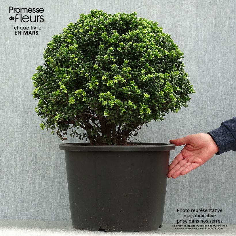 Exemplar von Japanische Stechpalme Convexa - Ilex crenata Topf mit 7,5L/10LGelieferte Höhe ca. 50/+cm wie im Frühjahr geliefert
