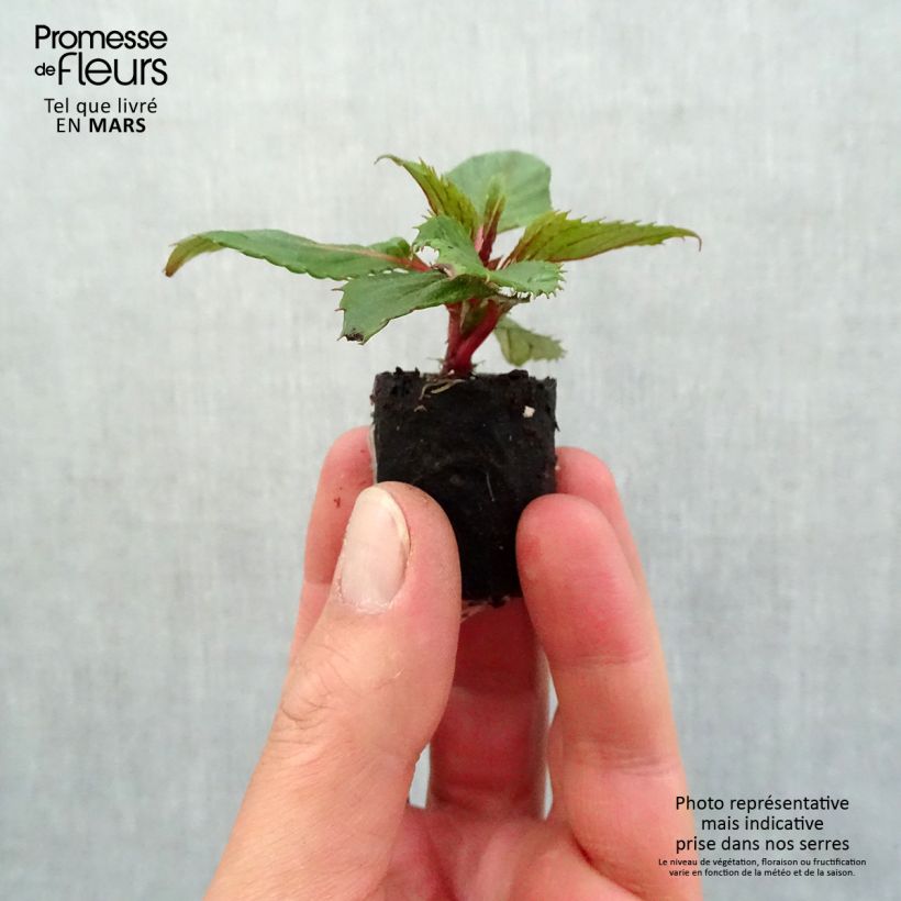 Exemplar von Sonnenlieschen Sunpatiens Compact Hot Coral - Impatiens Mini-Plug Ø 3/4 cm wie im Frühjahr geliefert