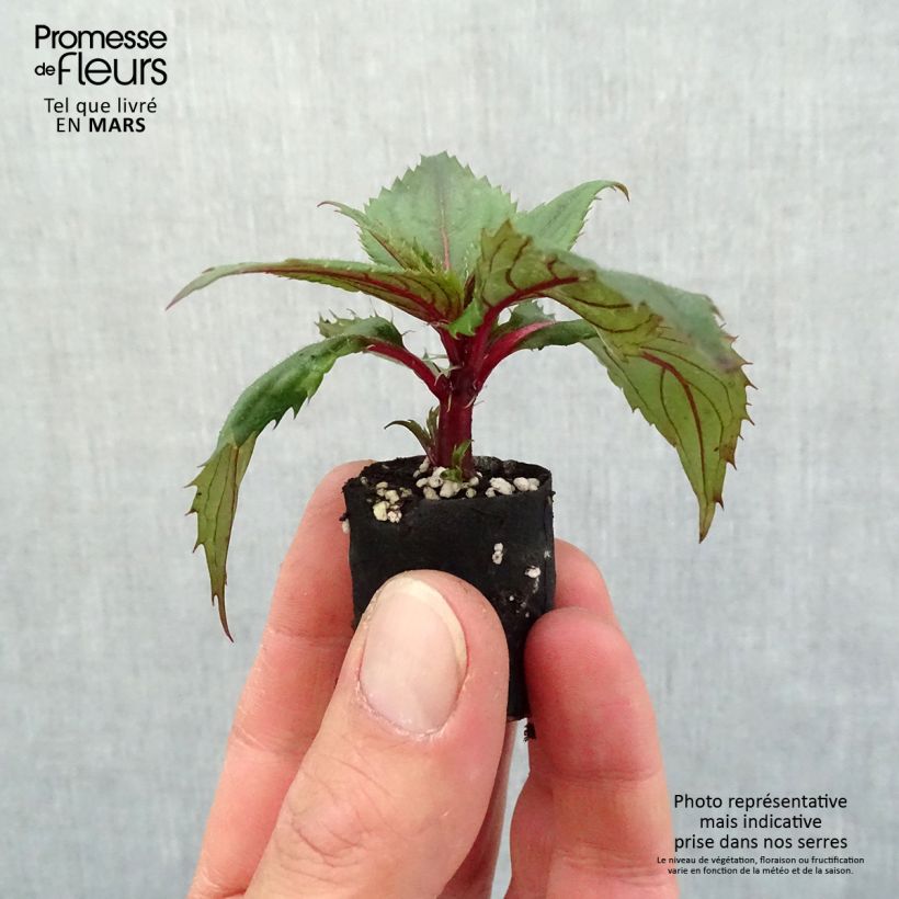 Exemplar von Sonnenlieschen SunPatiens Compact Purple - Impatiens Mini-Plug Ø 3/4 cm wie im Frühjahr geliefert