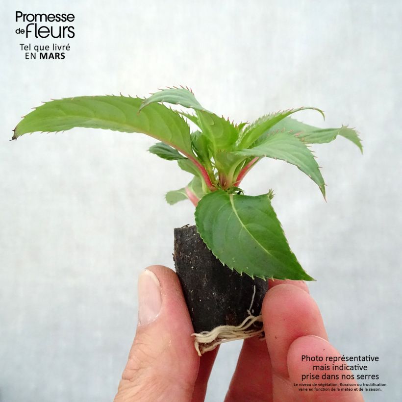 Exemplar von Sonnenlieschen Sunpatiens Compact Red - Impatiens Mini-Plug Ø 3/4 cm wie im Frühjahr geliefert