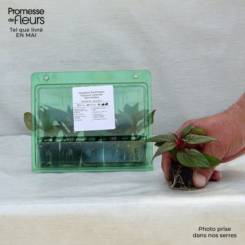 Exemplar von Sonnenlieschen SunPatiens Vigorous Lavender - Impatiens Mini-Plug Ø 3/4 cm wie im Frühjahr geliefert