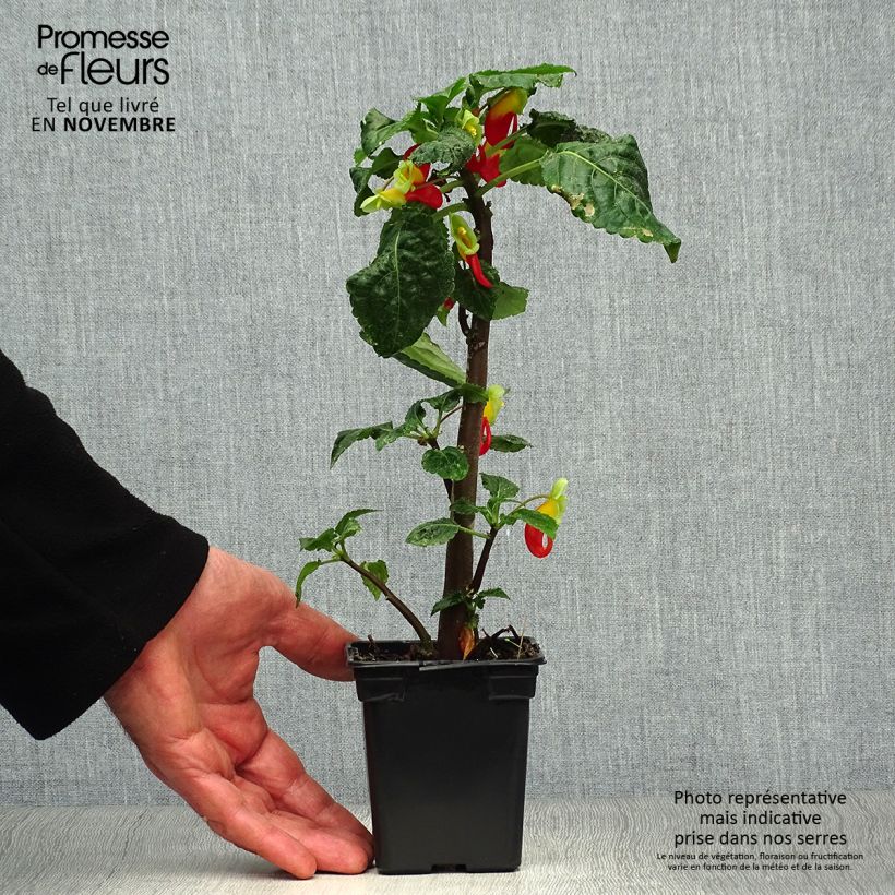 Exemplar von Impatiens niamniamensis - Springkraut Kleine Töpfe von 7/8 cm wie im Herbst geliefert