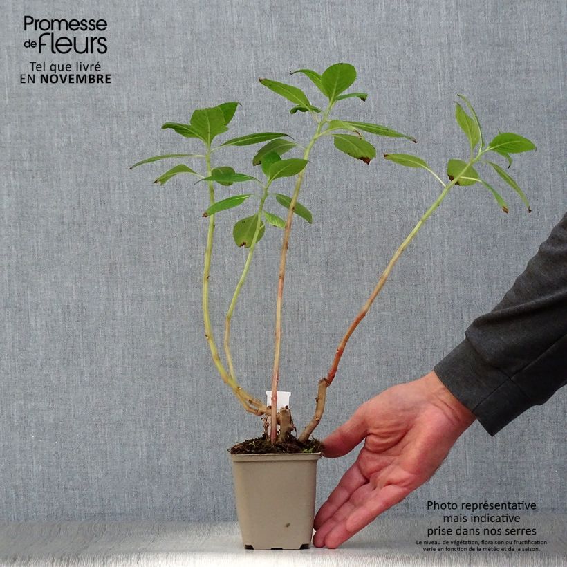Exemplar von Impatiens tinctoria - Springkraut Kleine Töpfe von 8/9 cm wie im Herbst geliefert