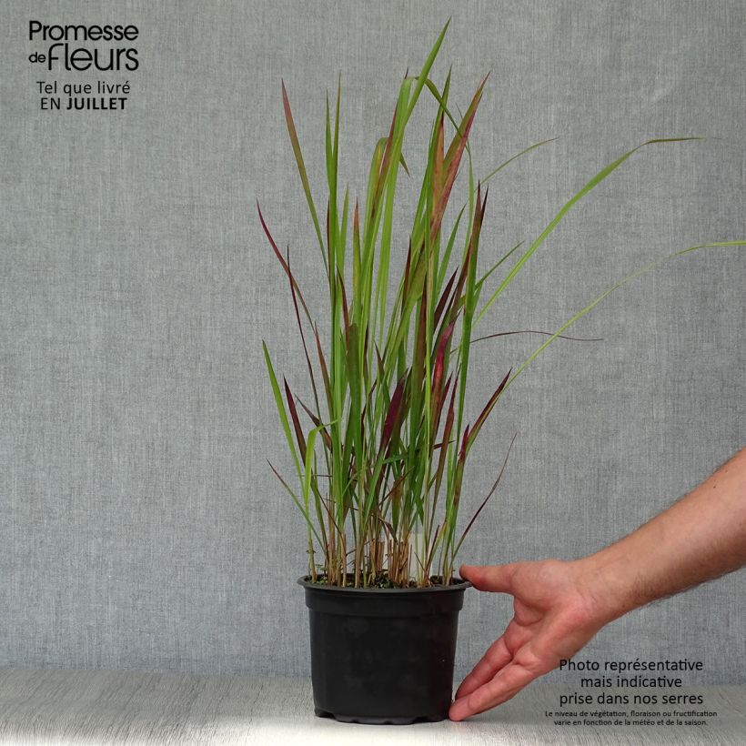 Exemplar von Imperata cylindrica Red Baron - Alang-Alang-Gras Topf mit 2L/3L wie im Sommer geliefert