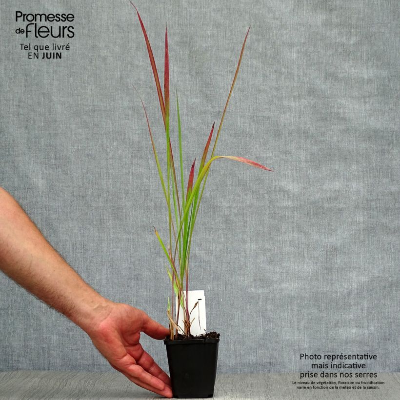 Exemplar von Imperata cylindrica Red Baron - Alang-Alang-Gras Kleine Töpfe von 8/9 cm wie im Sommer geliefert