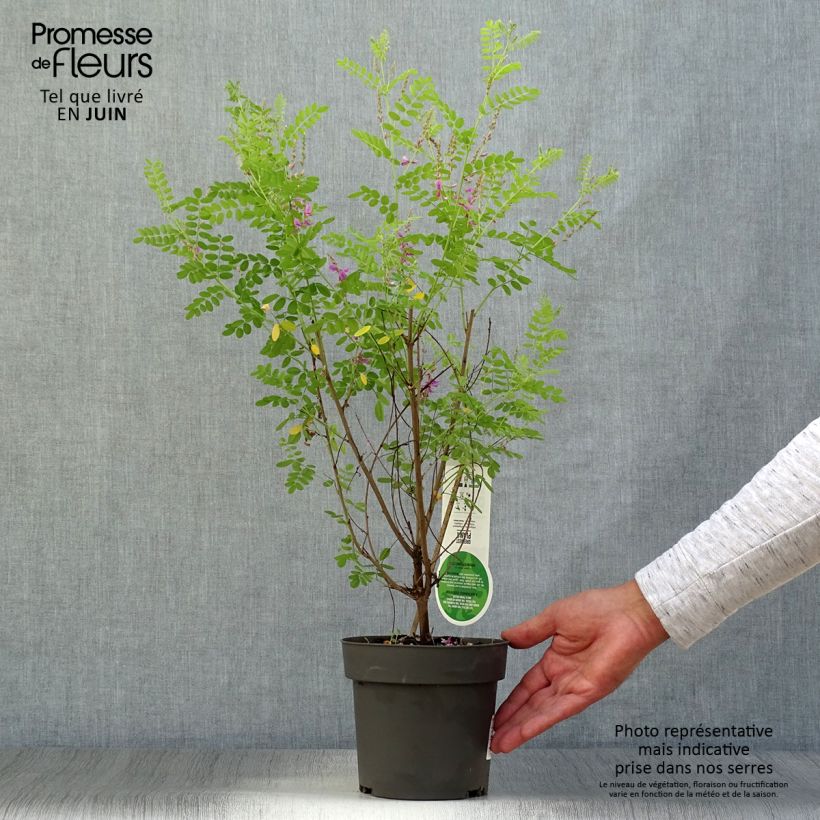 Exemplar von Indigofera heterantha - Himalaya -Indigostrauch Topf mit 2L/3LGelieferte Höhe ca. 30/40cm wie im Sommer geliefert