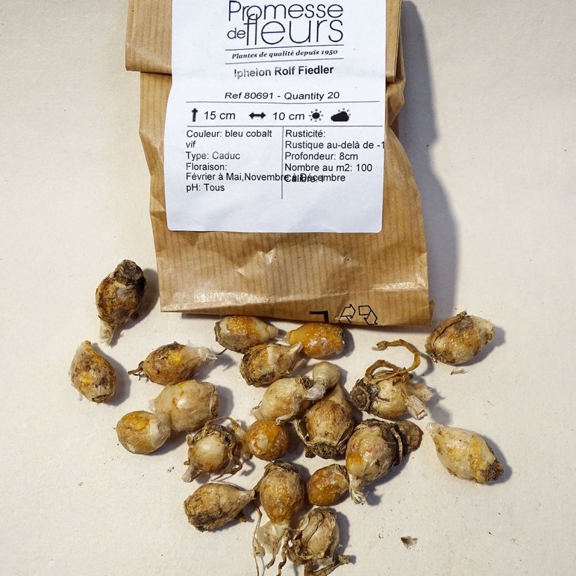 Beispiel eines Exemplars von Ipheion uniflorum Rolf Fiedler - Frühlingsstern Zwiebel Kaliber/Größe I wie geliefert
