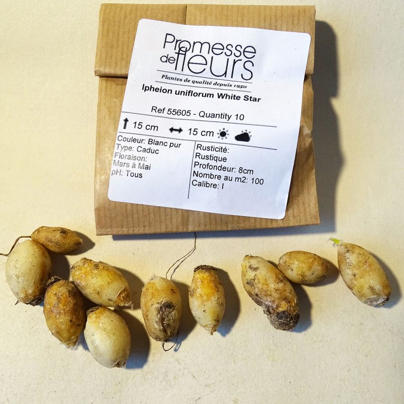 Beispiel eines Exemplars von Ipheion uniflorum White Star - Frühlingsstern Zwiebel Kaliber/Größe I wie geliefert