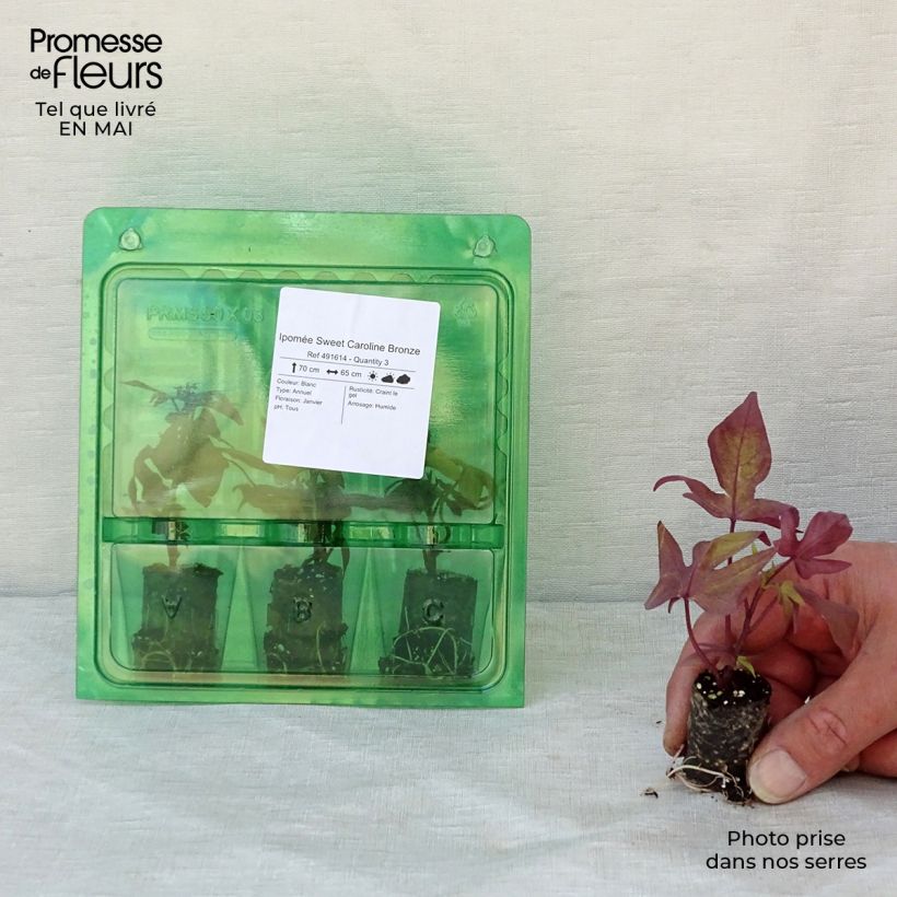 Exemplar von Zier-Süßkartoffel Bronze - Ipomoea batatas Mini-Plug Ø 3/4 cm wie im Frühjahr geliefert