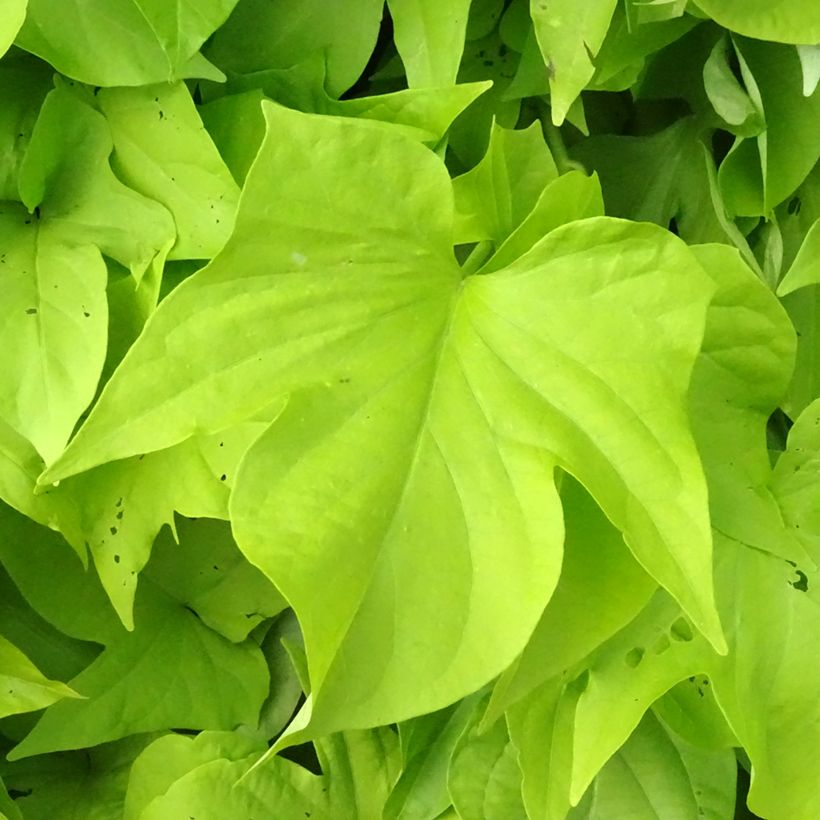 Zier-Süßkartoffel Sweet Caroline Light Green - Ipomoea batatas (Laub)