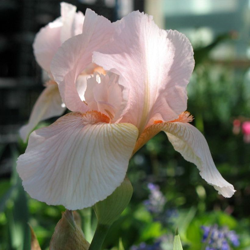 Iris Barbata-Media Edward of Windsor - Mittelhohe Bart-Iris (Blüte)