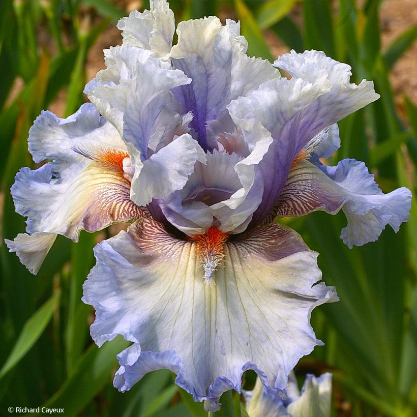 Iris Buvard - Schwertlilie (Blüte)