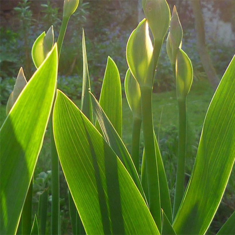 Iris Barbata-Media Maui Moonlight - Mittelhohe Bart-Iris (Laub)