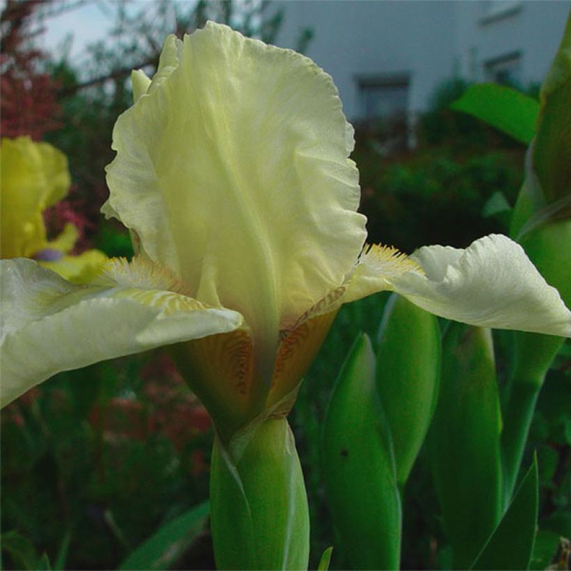 Iris Barbata-Media Maui Moonlight - Mittelhohe Bart-Iris (Blüte)
