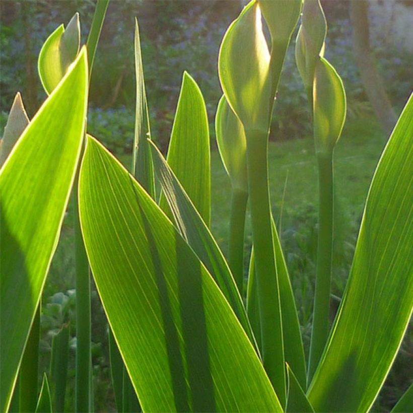 Iris Superstition - Schwertlilie (Laub)