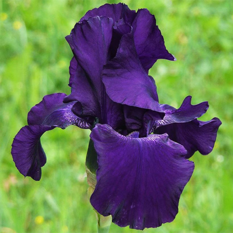 Iris Superstition - Schwertlilie (Blüte)