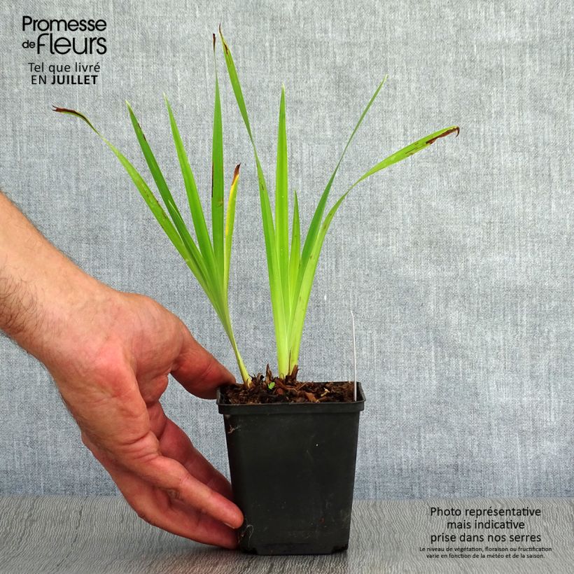 Exemplar von Iris sibirica Caesar's Brother - Sibirische Schwertlilie Kleine Töpfe von 8/9 cm wie im Sommer geliefert