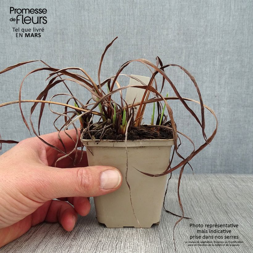 Exemplar von Iris sibirica Rikugi Sakura - Sibirische Schwertlilie Kleine Töpfe von 8/9 cm wie im Winter geliefert