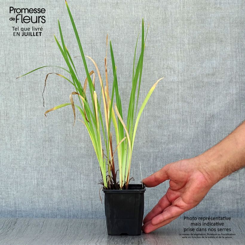 Exemplar von Iris ensata Dainagon - Japanische Schwertlilie Kleine Töpfe von 8/9 cm wie im Sommer geliefert