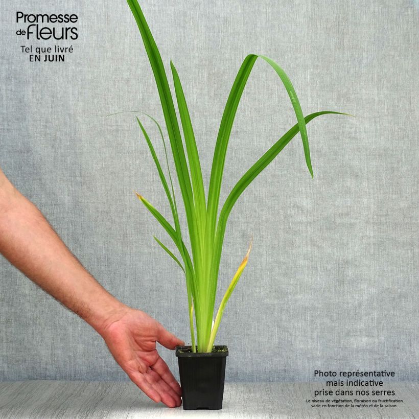 Exemplar von Iris ensata Météor - Japanische Schwertlilie Kleine Töpfe von 8/9 cm wie im Sommer geliefert