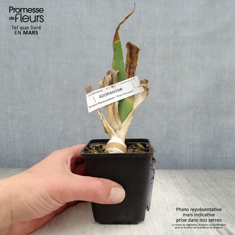 Exemplar von Iris Adoranova - Schwertlilie Kleine Töpfe von 8/9 cm wie im Frühjahr geliefert