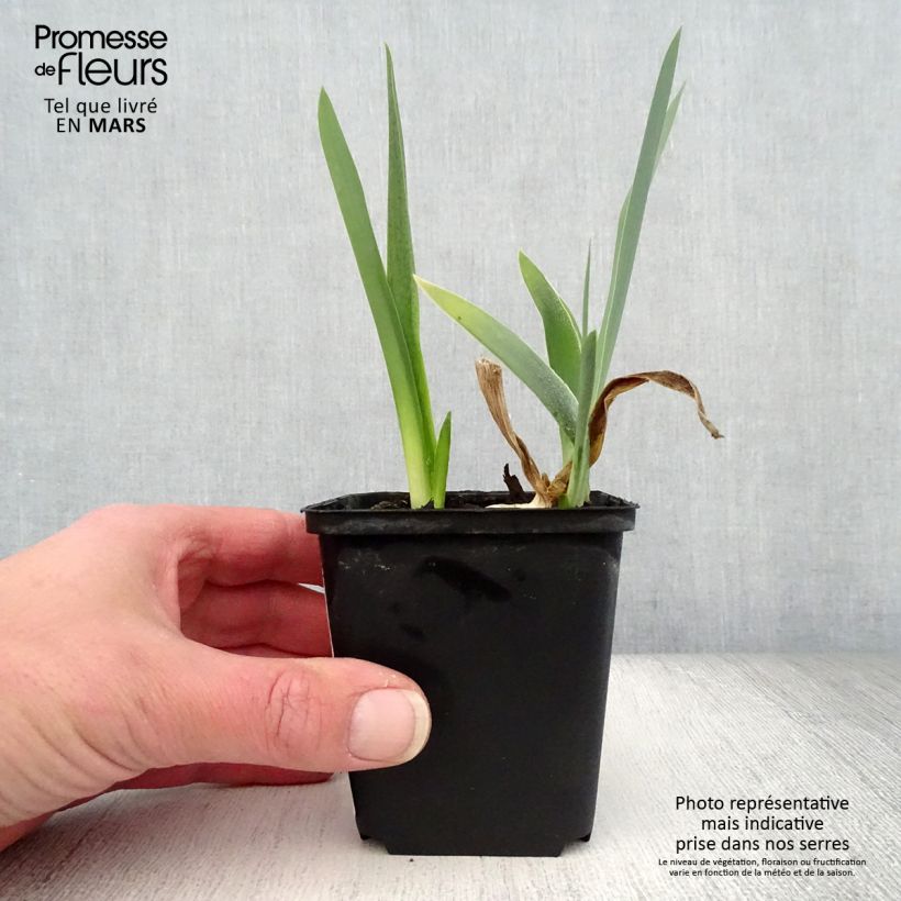 Exemplar von Iris Alizes - Schwertlilie Kleine Töpfe von 8/9 cm wie im Frühjahr geliefert