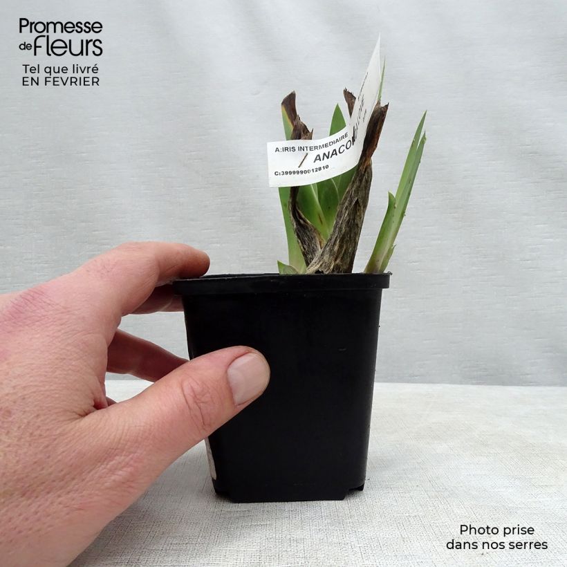 Exemplar von Iris Anaconda Love - Schwertlilie Kleine Töpfe von 8/9 cm wie im Winter geliefert