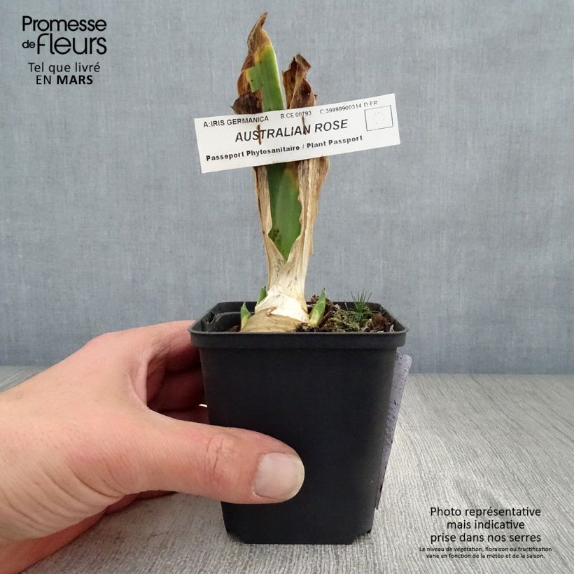 Exemplar von Iris Australian Rose - Schwertlilie Kleine Töpfe von 8/9 cm wie im Frühjahr geliefert