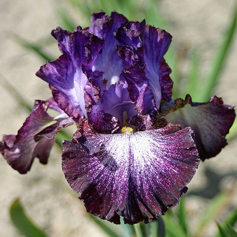 Iris Ball of Confusion - Schwertlilie (Blüte)